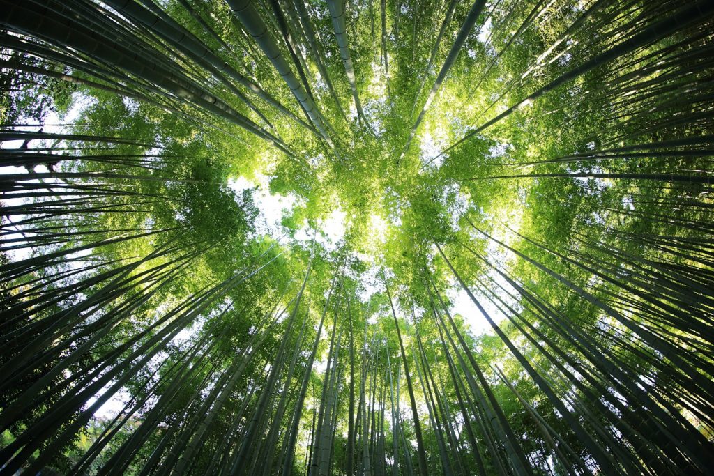 13 Best Forests for Nature Walks and Wildlife Spotting