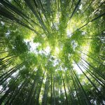 13 Best Forests for Nature Walks and Wildlife Spotting