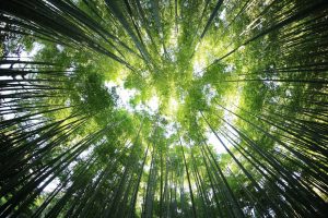 13 Best Forests for Nature Walks and Wildlife Spotting