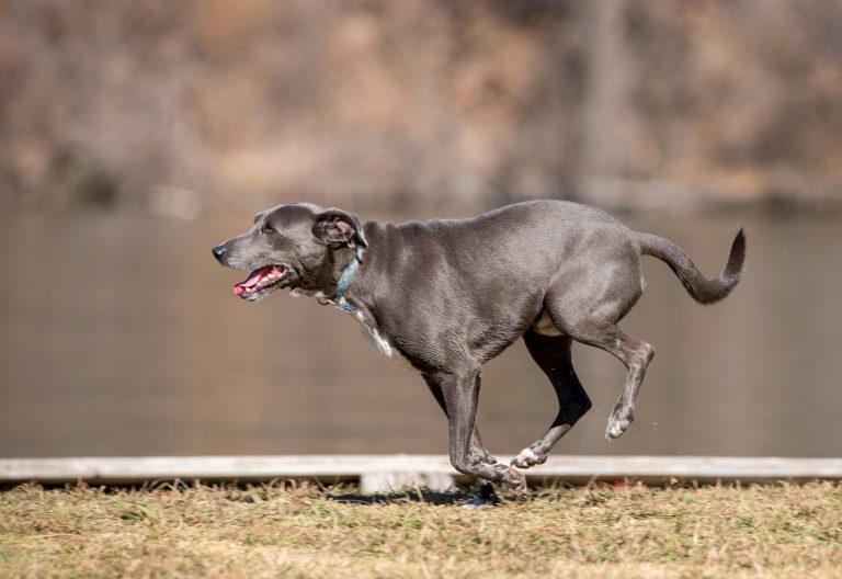 Can Dogs Run a Marathon?