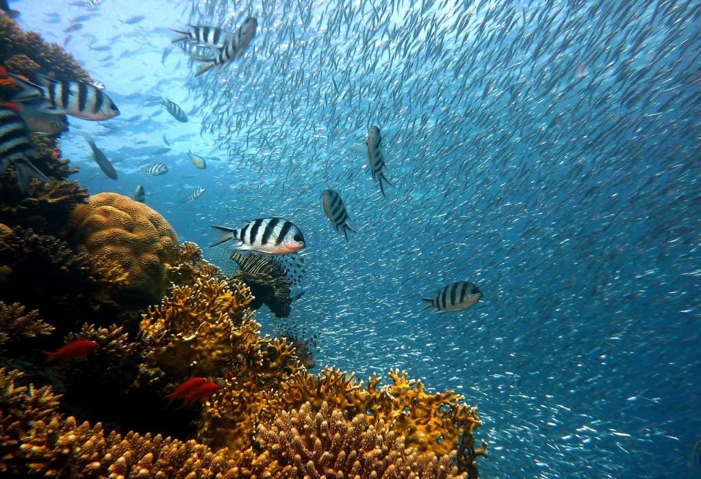12 Pristine Coral Reefs for Scuba Diving Lovers