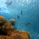 12 Pristine Coral Reefs for Scuba Diving Lovers