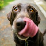 How Often Should You Shower or Bathe Your Dog?