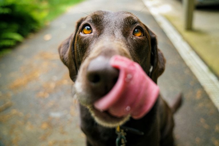 How Often Should You Shower or Bathe Your Dog?