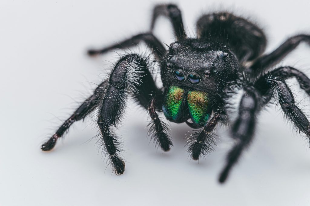 Why Are So Many People Afraid of Spiders? 1 Why Are So Many People Afraid of Spiders?