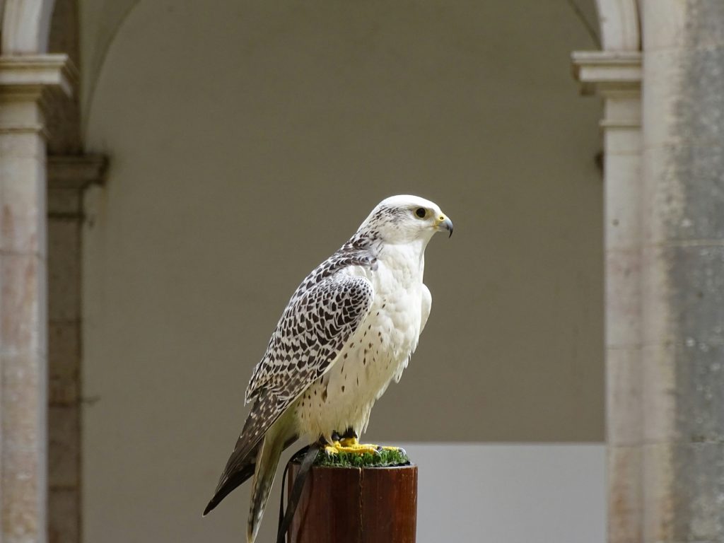 11 Best Places to Visit for Falconry Demonstrations