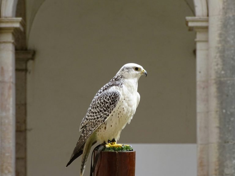 11 Best Places to Visit for Falconry Demonstrations