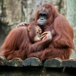 15 Exotic Wildlife Sanctuaries for Animal Lovers