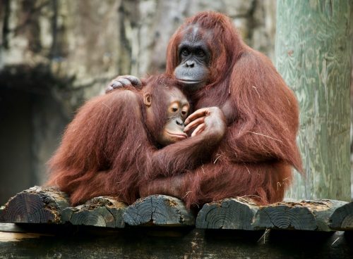 brown monkey on brown wooden log during daytime