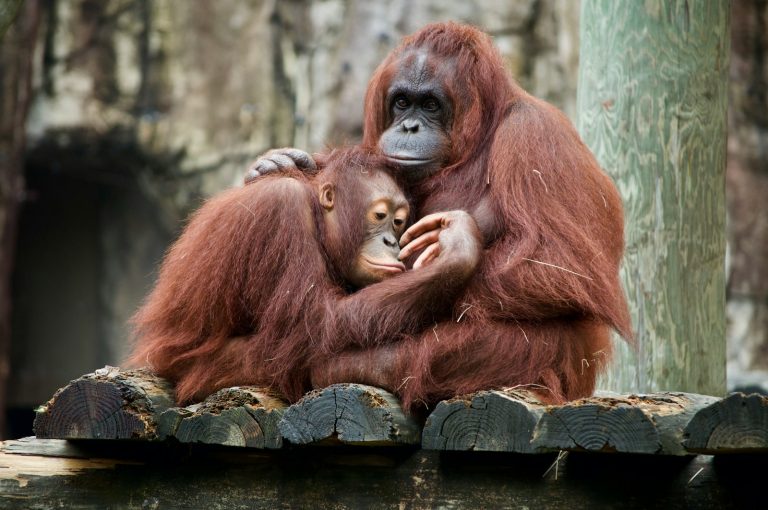 15 Exotic Wildlife Sanctuaries for Animal Lovers