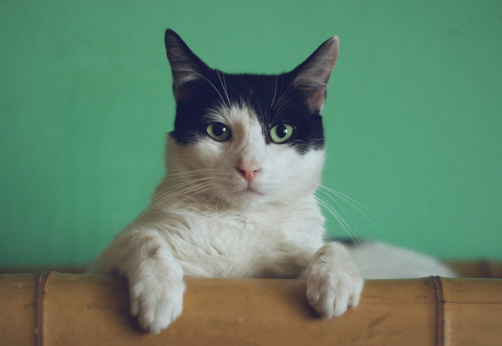 Do Cats Need to Shower? 1 Do Cats Need to Shower?