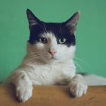 Do Cats Need to Shower?