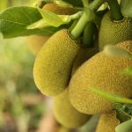 11 Best Health Benefits of Jackfruit for Children