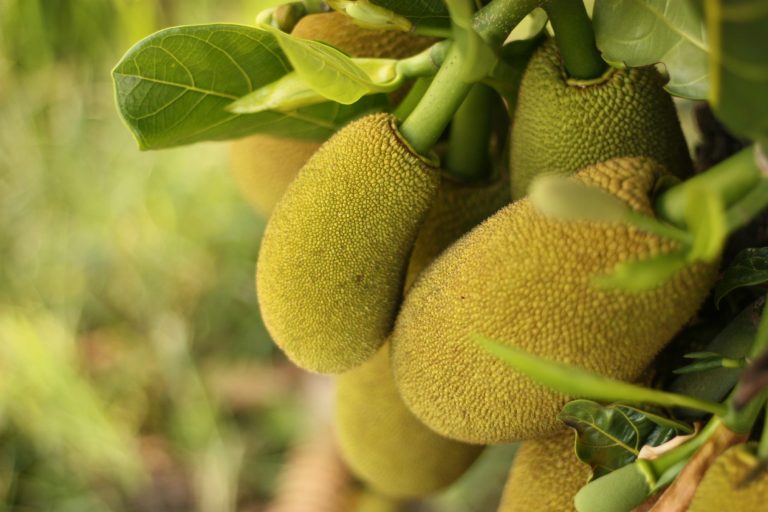 11 Best Health Benefits of Jackfruit for Children