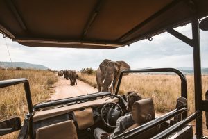 15 Best Places to Visit for Safari Tours
