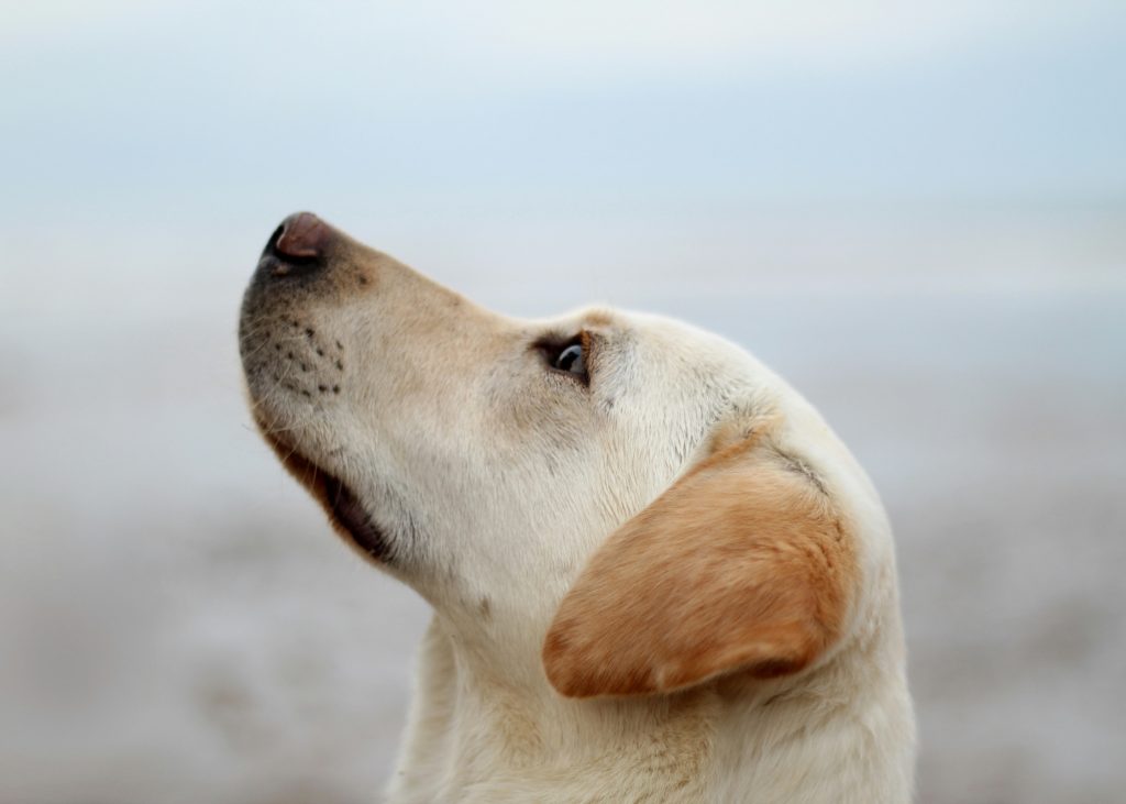 Can a Spayed Dog Still Get Pregnant? 1 Can a Spayed Dog Still Get Pregnant?