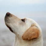 Can a Spayed Dog Still Get Pregnant?