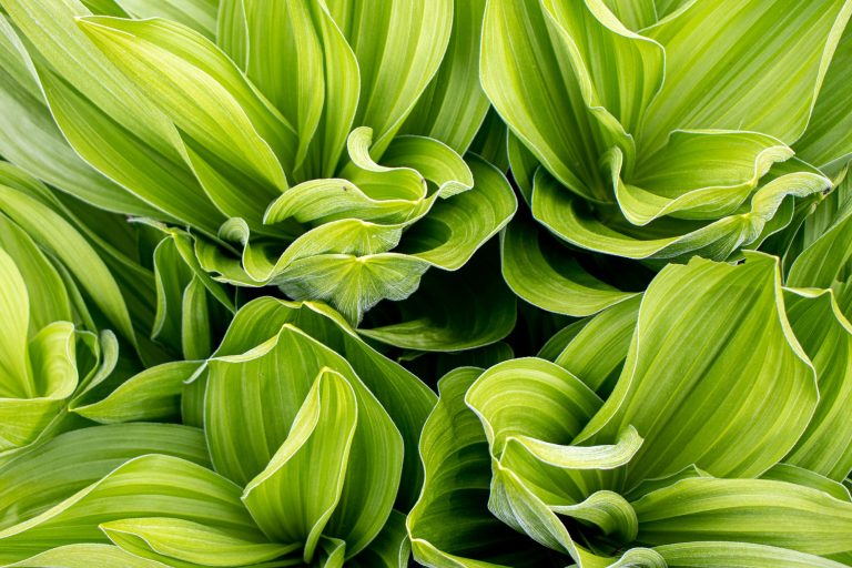 What Is Photosynthesis And How Does It Work?