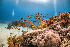 11 Best Coral Reefs for Scuba Diving Enthusiasts