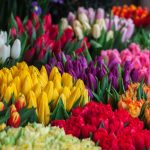 12 Best Places to Visit for Tulip Festivals