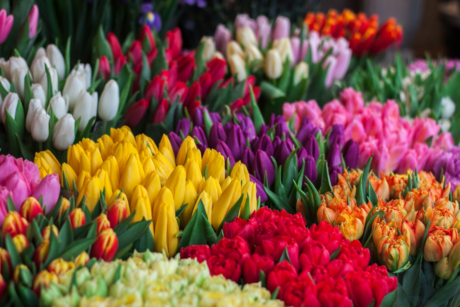 12 Best Places to Visit for Tulip Festivals 1 assorted flowers