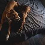 13 Reasons Why Sleeping with Your Dog in Bed Is a Bad Idea