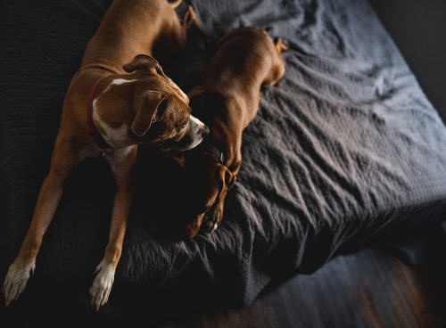 f42183c8 d5b3 4389 9cae bedef09a77eb 1