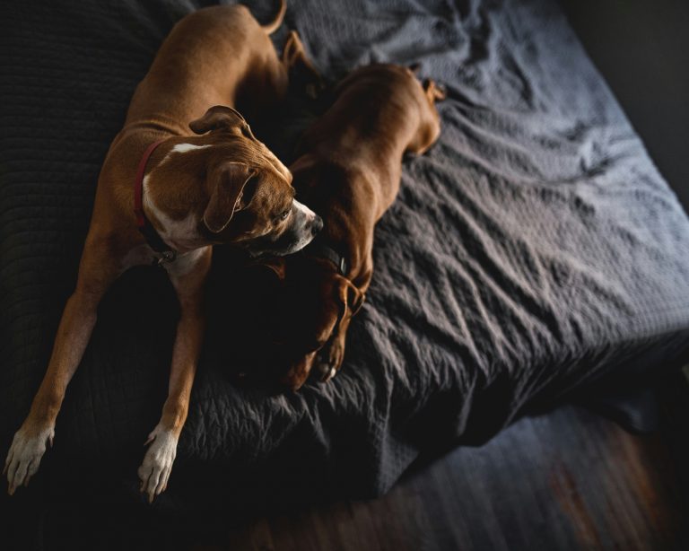13 Reasons Why Sleeping with Your Dog in Bed Is a Bad Idea