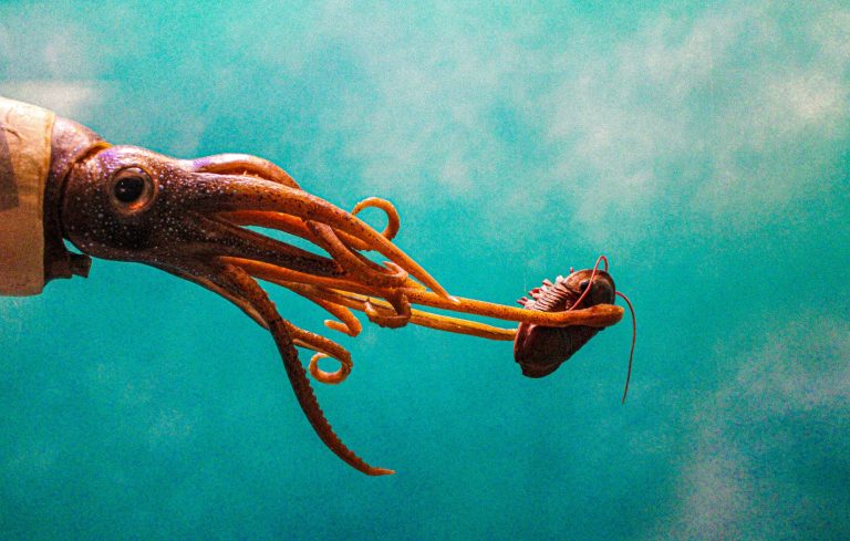 What’s the difference a squid and an octopus?
