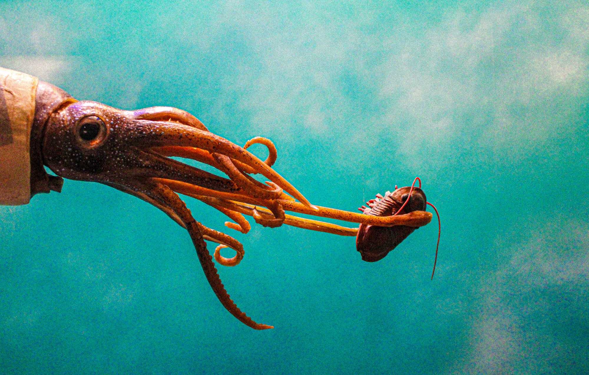 What’s the difference a squid and an octopus? 1 fa2154cb 2c06 45de 8a74 95007a14d5c6 1