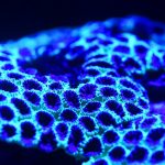 14 Bioluminescent Bays for a Surreal Encounter