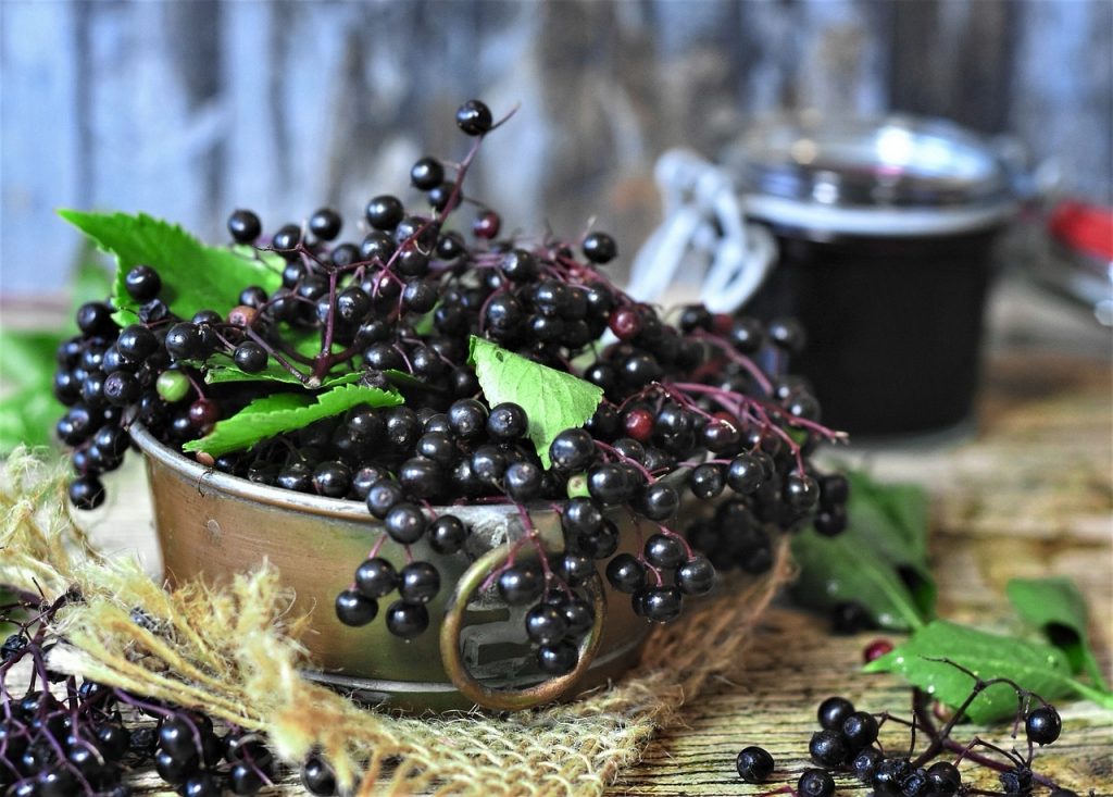 15 Best Health Benefits of Elderberry for women 1 15 Best Health Benefits of Elderberry for women