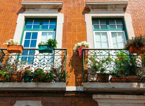 green and red plant on brown concrete wall