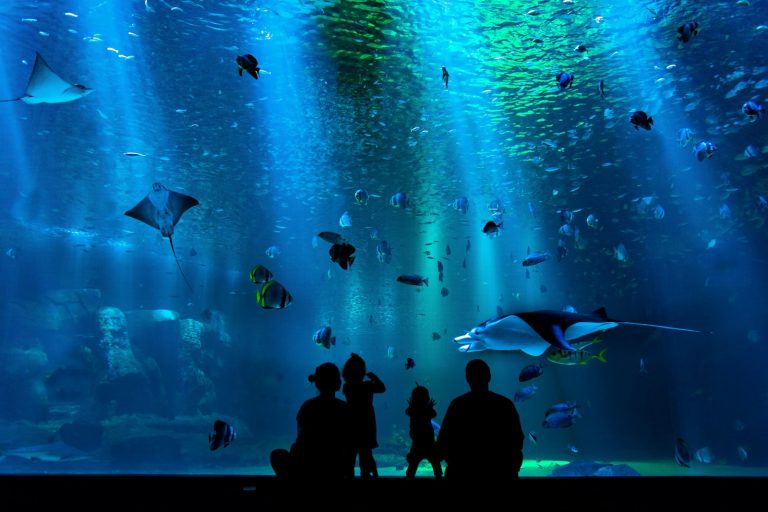 11 Best Aquariums for Marine Life Lovers