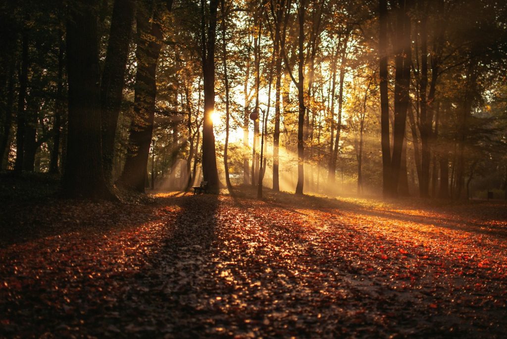 Why Trees Lose Their Leaves in the Fall