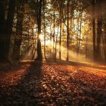 Why Trees Lose Their Leaves in the Fall