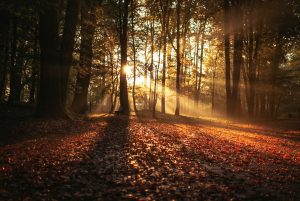 Why Trees Lose Their Leaves in the Fall
