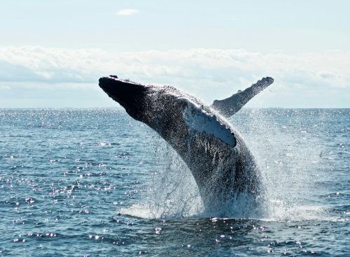 grey dolphin on body of water during daytime
