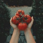 Are canned tomatoes nutritious?