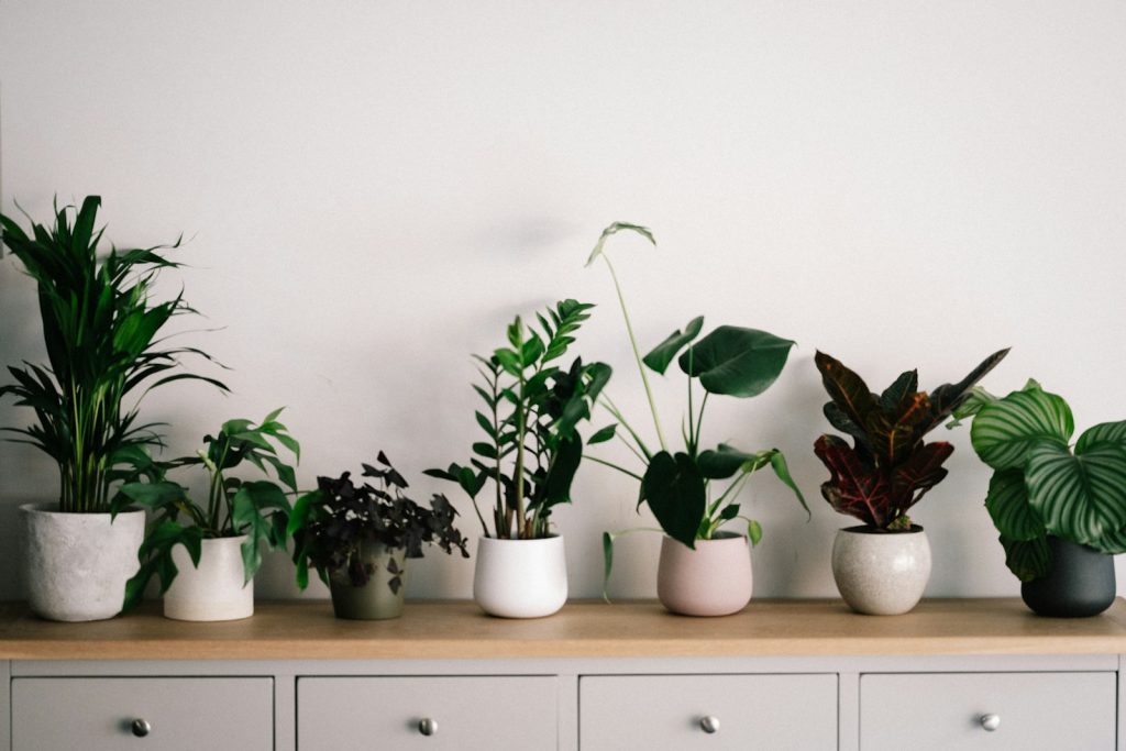 Do houseplants improve room humidity? 1 Do houseplants improve room humidity?