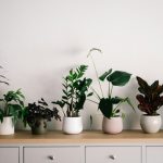 Do houseplants improve room humidity?