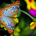 14 Best Places to Visit for Butterfly Sanctuaries