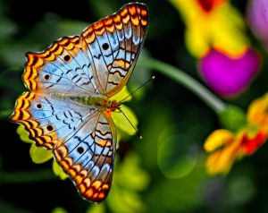 14 Best Places to Visit for Butterfly Sanctuaries