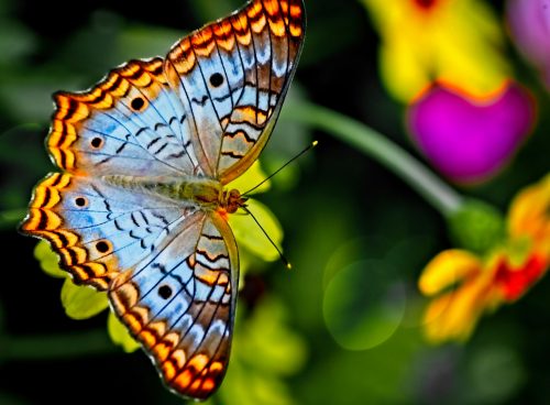orange and black butterfly perched on yellow flower