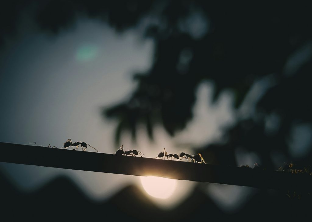 How Do Ants Communicate to Form Complex Societies?