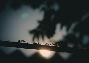 How Do Ants Communicate to Form Complex Societies?
