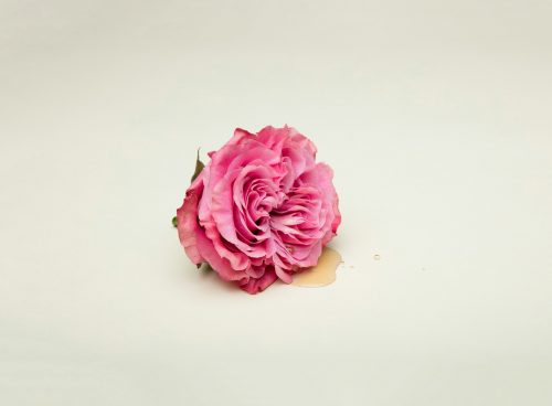 pink rose on white surface