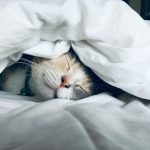 Do Animals Dream?