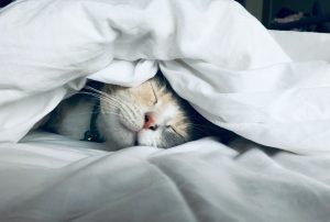 Do Animals Dream?