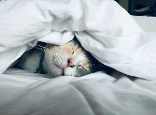white cat sleeps under white comforter